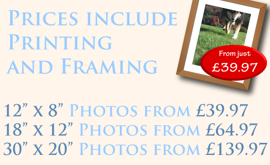 photo printing and framing ad