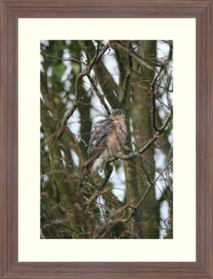 photo framing example - sparrowhawk