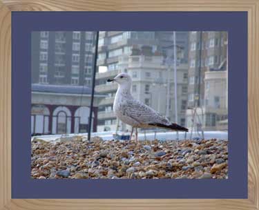 photo framing example - sparrowhawk