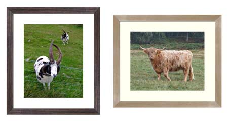 Animals Framed Online